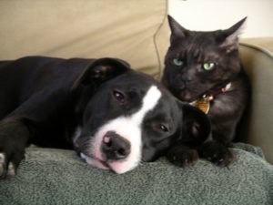 Dog and cat laying on couch from Franklin Pest Solutions