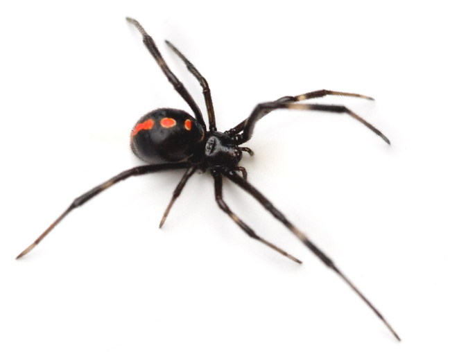 close up of black widow from Franklin Pest Solutions