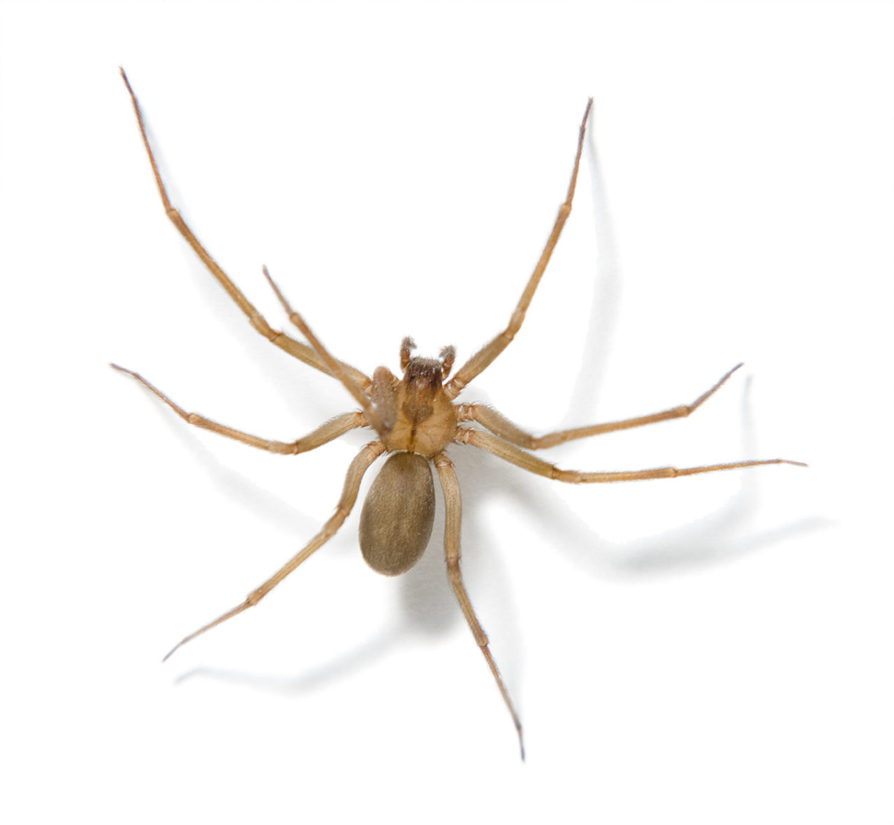 close up of brown recluse spider from Franklin Pest Solutions