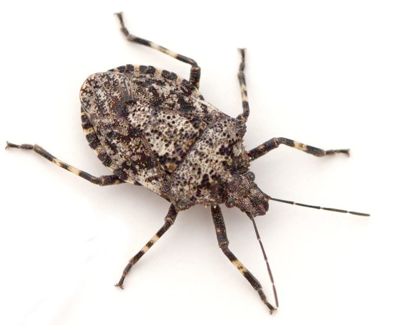 Close up of stinkbug from Franklin Pest Solutions