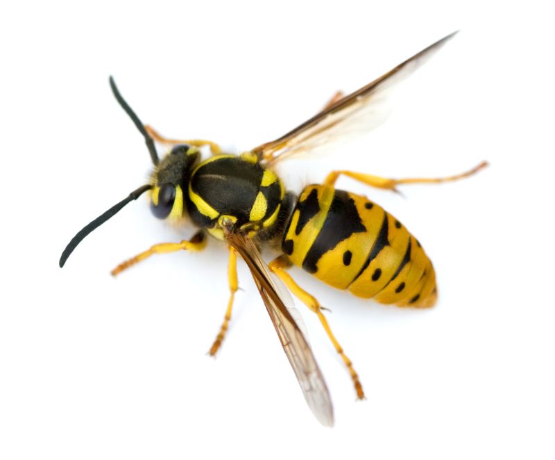 Close up of yellow jacket wasp from Franklin Pest Solutions
