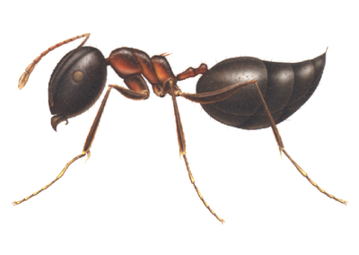 illustration of acrobat ant from Franklin Pest Solutions