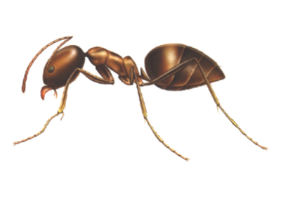 illustration of argentine ant from Franklin Pest Solutions