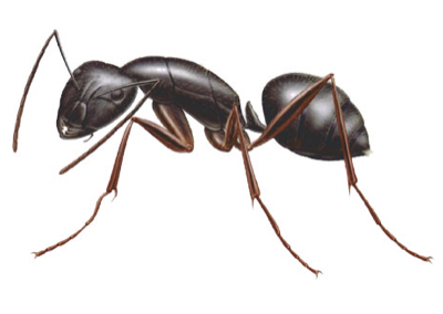 illustration of carpenter ant from Franklin Pest Solutions
