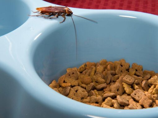 cockroach on pet dish
