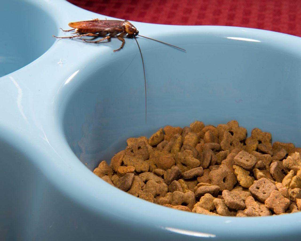 A cockroach rests on a food bowl in the Chicago and Rockford DMA.