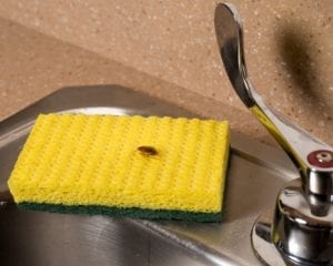 roach on sponge on sink