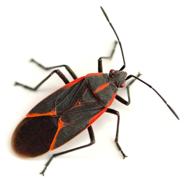 Franklin Pest Solutions remedy for boxelder bug control