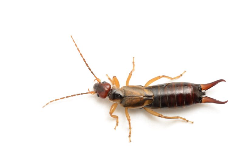 Close up of earwig from Franklin Pest Solutions