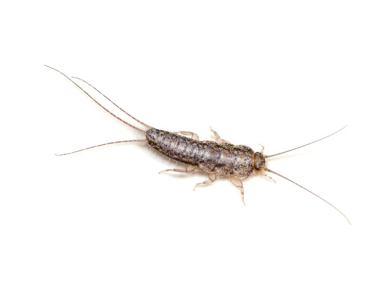 Close up of silverfish bug from Franklin Pest Solutions