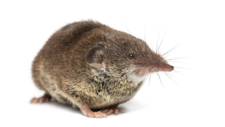 White toothed shrew, isolated on white