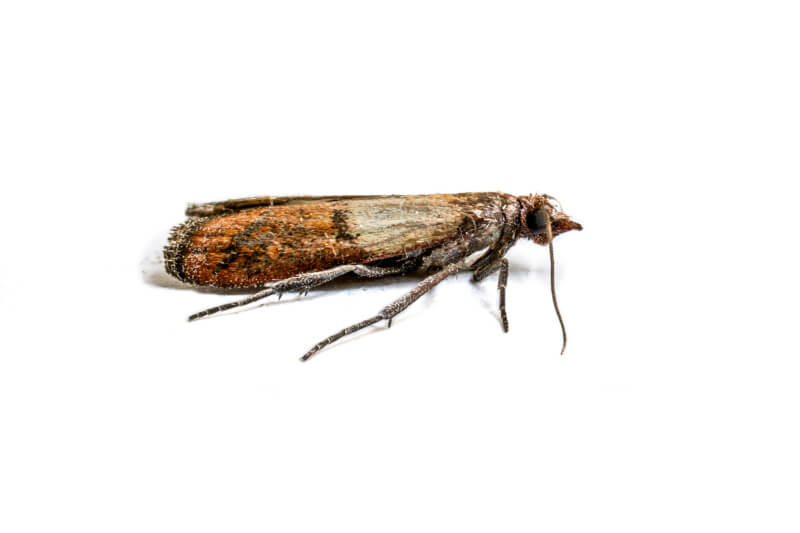 Franklin Pest Solutions Indian Meal Moth control services<br />
