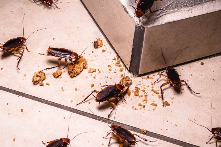 roaches eating cookies