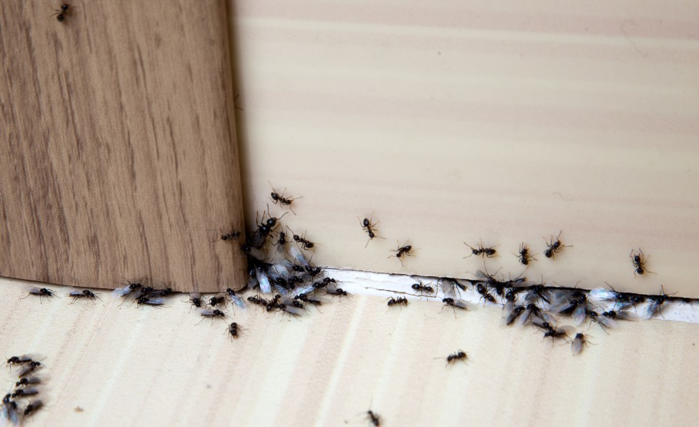 ants in door frame