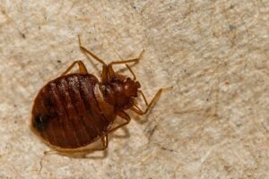 The Best Bed Bug Solutions