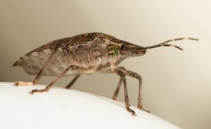 How to Prevent Stink Bugs From Getting In Your House