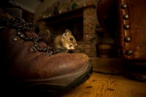 Franklin Pest Solutions Offers Effective Rodent Control Solutions