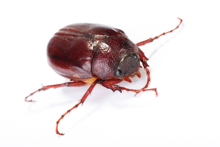 A close image of a June bug, an occasional invader