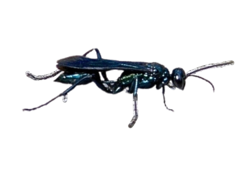 Wasp control services by Franklin Pest Solutions in Northwest Indiana