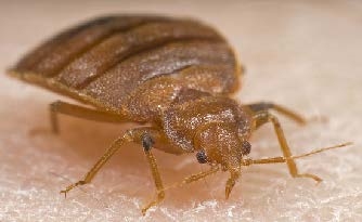 Close-up image of a bed bug in Indianapolis, IN