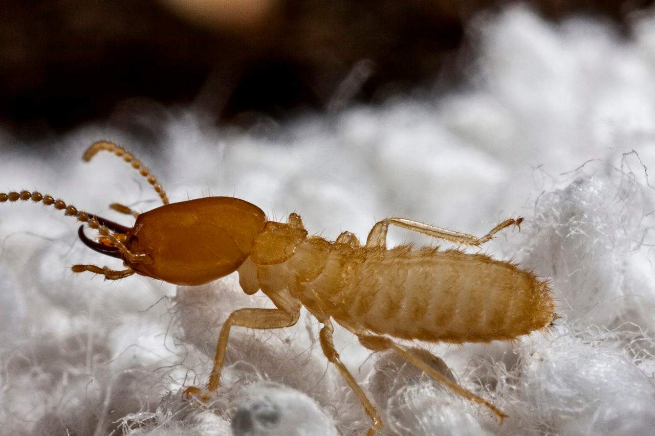 Formosan termites pest control service is available in the Chicago and Rockford areas.