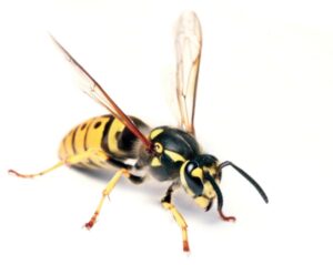 The wasp control indiana. 
