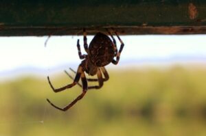 garden spider