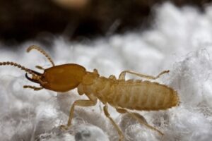 Formosan Subterranean Termite