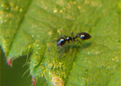 Acrobat Ant On Leaf