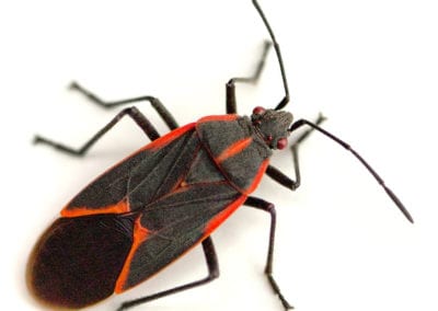 Boxelder Bug