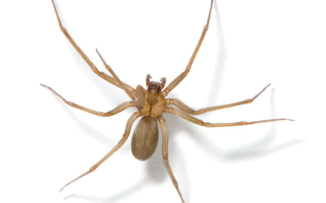 Brown Recluse
