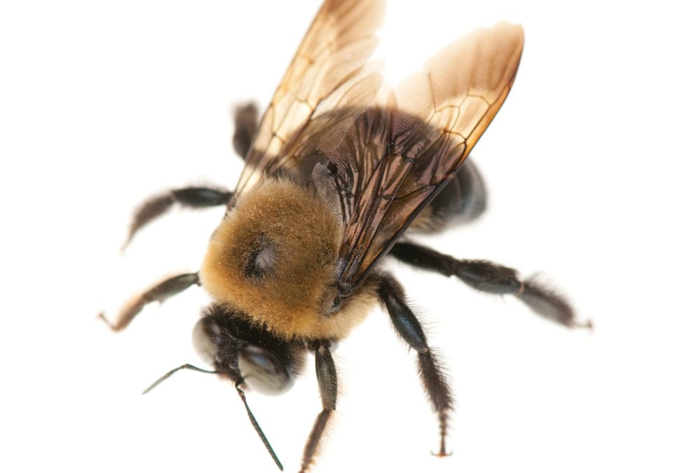 Carpenter Bee