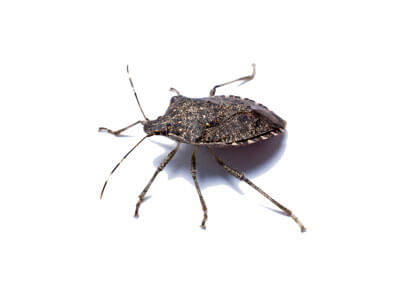 stink bug