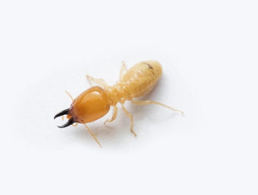 Top 5 Things Attracting Termites to Your Home