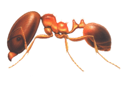 illustration of big headed ant from Franklin Pest Solutions