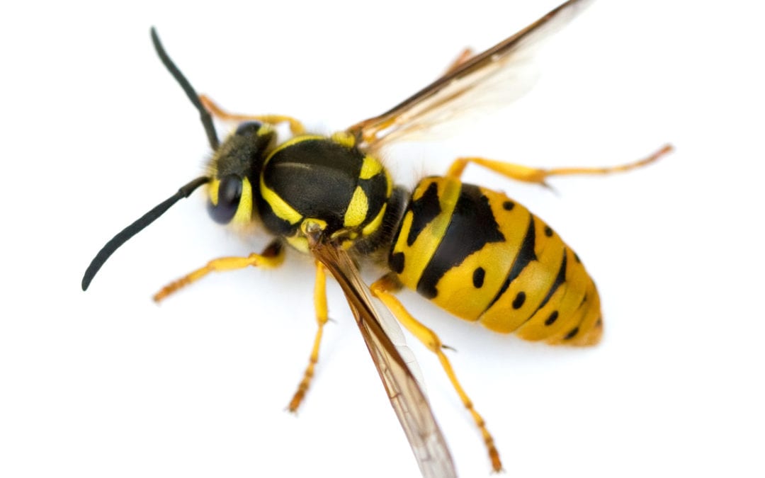 Yellow Jacket Wasp