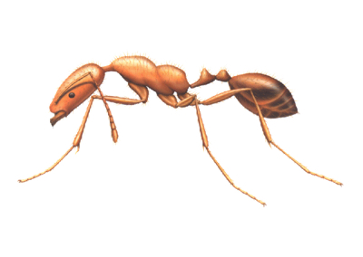 Pharaoh Ant