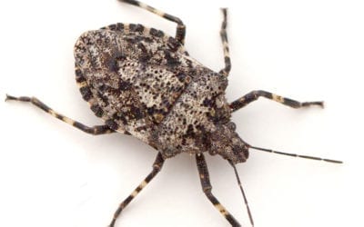 12 Common Fall Pests and How to Prevent Them