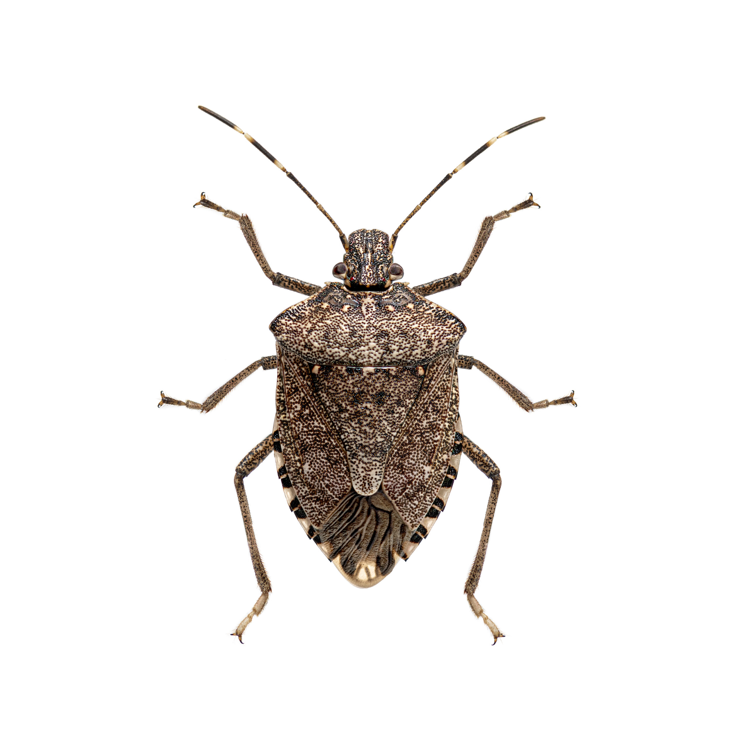 A stink bug, specifically a brown marmorated species, is viewed from above, displaying its shield-shaped body and six legs against a white background.