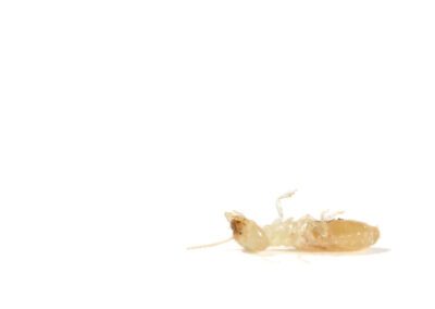 dead termite