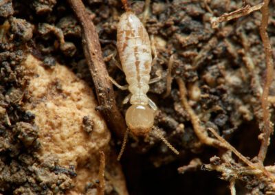 Termites are insects that eat wood. They are considered one of the most destructive pests on the planet