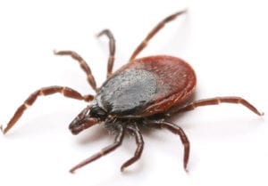 Indoors, brown dog ticks can reproduce