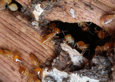 Termites are small insects that live in underground nests and termite mounds. Termites can consume wooden structures of a house and other parts such as wooden floors, windows, doors, and furniture