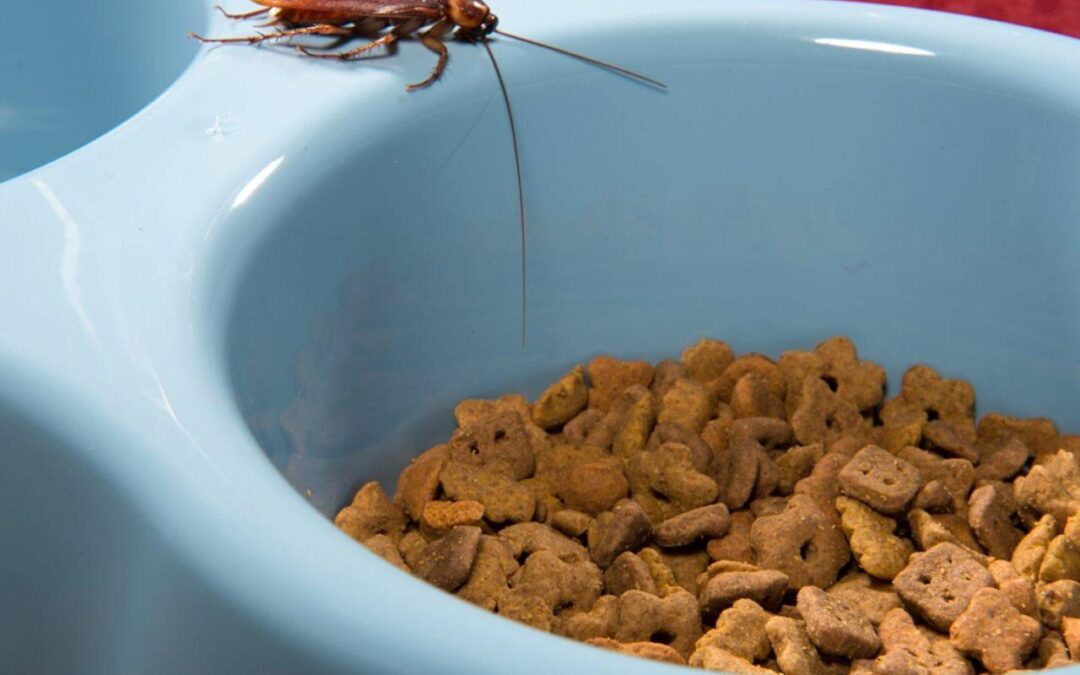Cockroach Pest Control in Indiana