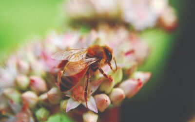 Celebrate National Honey Bees Day!