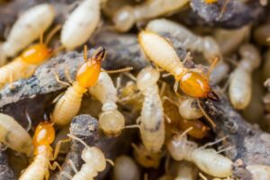Close up of termites on ground from Franklin Pest Solutions