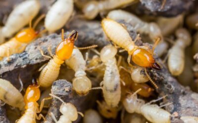 Termite Awareness Week 2018