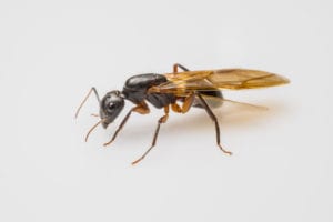 black ant with wings carpenter ant