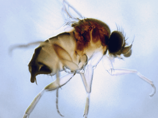 Phorid flies may seem unassuming to the naked eye