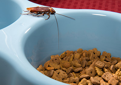 american cockroach in dog and cat food